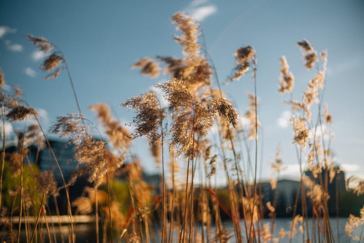 Spring Walk, Feb 2023